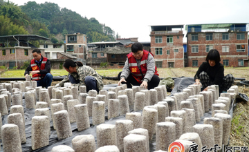 媒體聚焦 | 看柳工定點(diǎn)幫扶村：冬日栽下“金棒”，來年春日綻“金花”